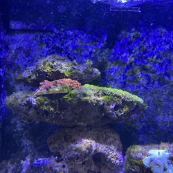 Salt Water Tank Rock 