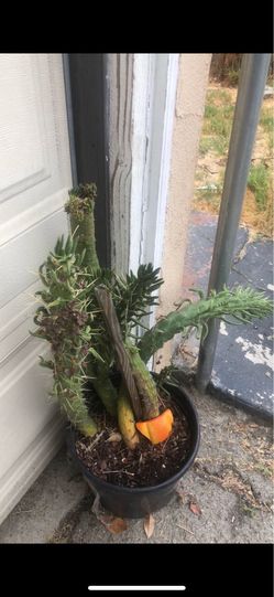Cactus