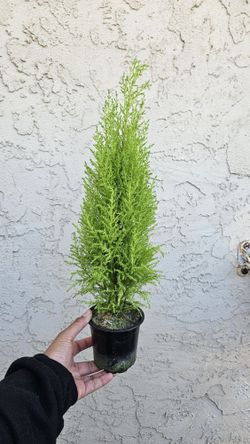 4" Cypress Lemon Tree 