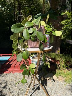 Hoya obovata splash