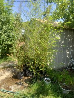 10 pot bamboo $100