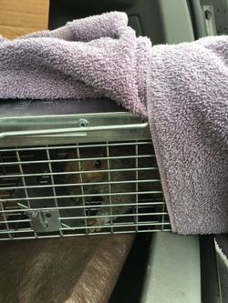 Squirrel cage/ live trap