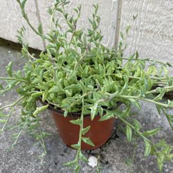 6in Pot String Of Dolphins Succulent Plant 