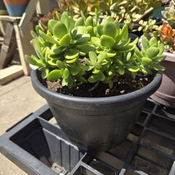 Plants/succulent 
