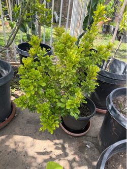 Chinese perfume plant 米兰