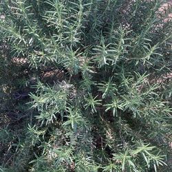 Fresh Organic Homegrown Rosemary Bundle 