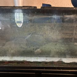 65 Gallon Fish Tank 