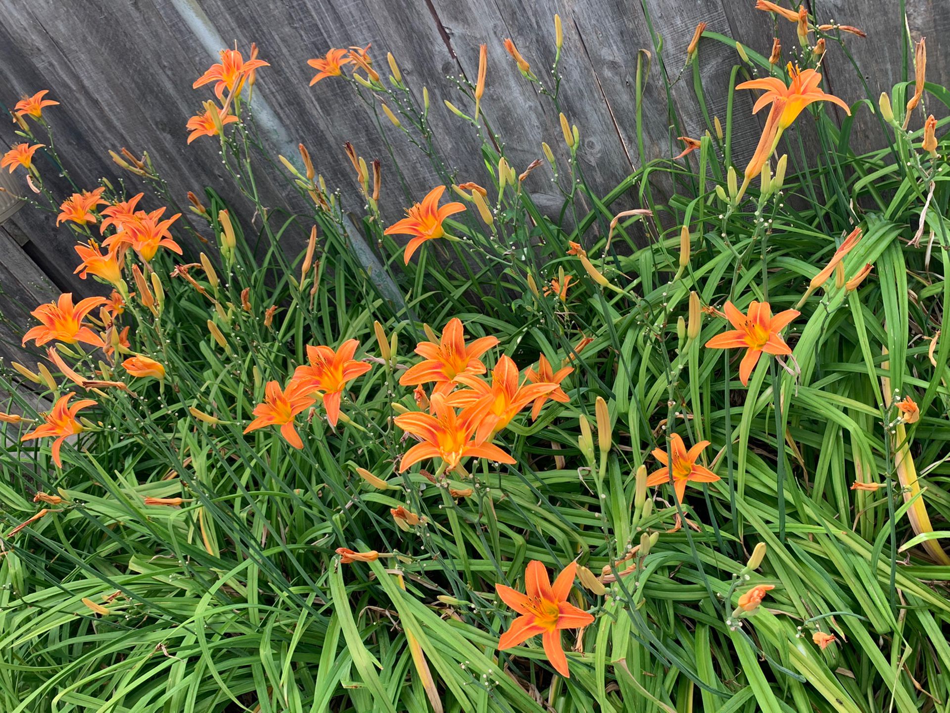 Orange day Lilies