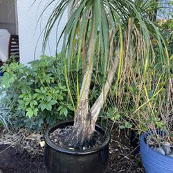 Ponytail Palm In Black Ceramic Pot