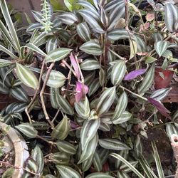 Planta Natural