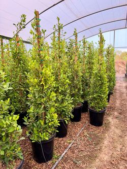 Indian laurel ficus 15 gal