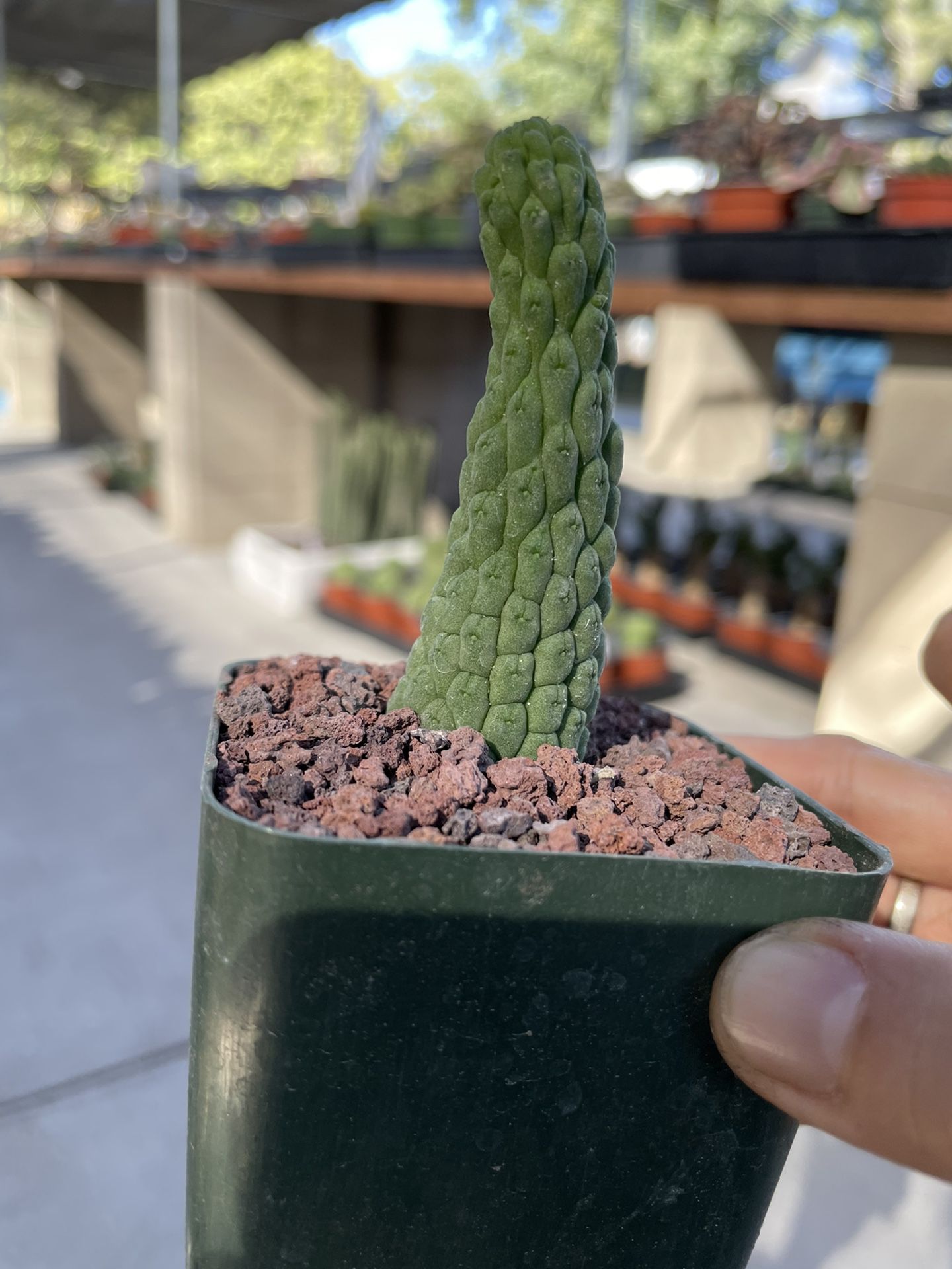 Larryleachia (Trichocaulon ) Cactiforme Cactus Imported 