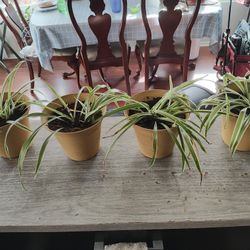 Spider Plants 