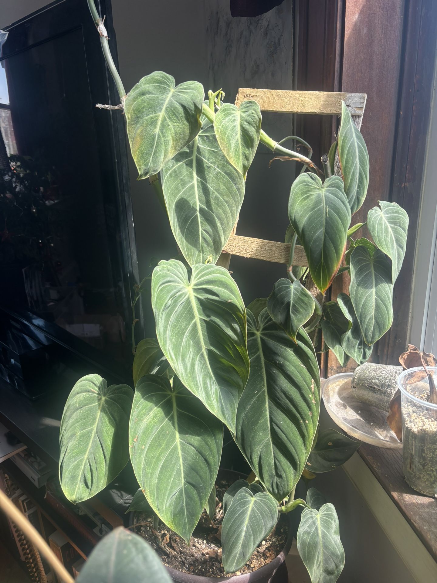 Philodendron melanochrysum