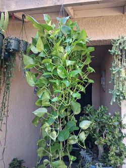 XLONG Golden Pothos Plant $35