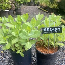 ‘Autumn Joy’ Sedums Succelent Outdoor Perennial Plant 