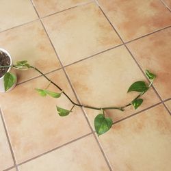 Pothos Vine