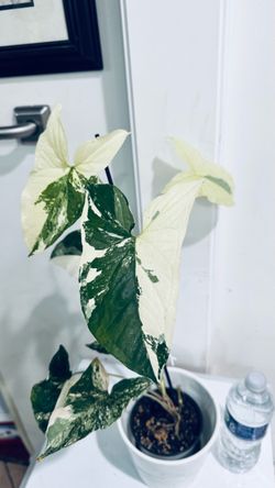 Syngonium Albo