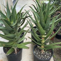 Large Aloe Plants
