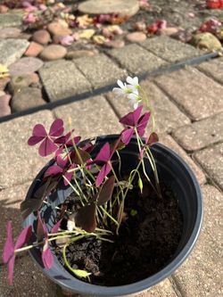 Purple Shamrock