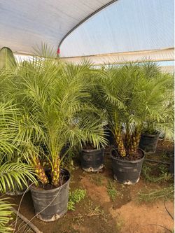 Pygmy palms 17” inches pots 4 feet tall.