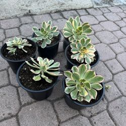 Hybrid Aeonium 10$ Each