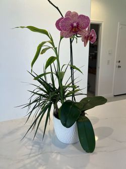 Live plant orchid 23” tall