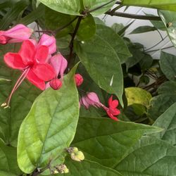 Bleeding Heart Vine (Red/purple (in Pot