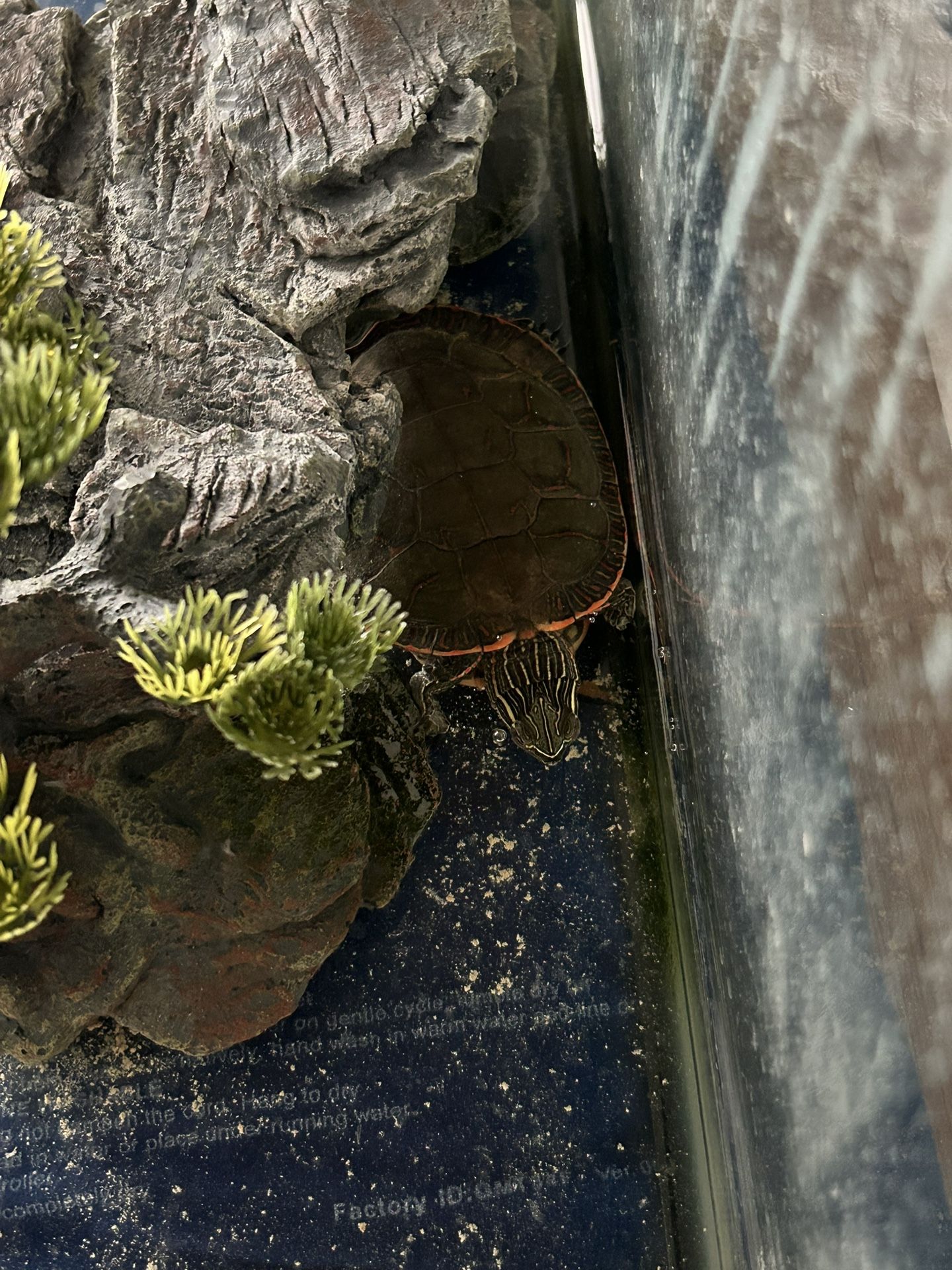 Free!!! Tank Turtle