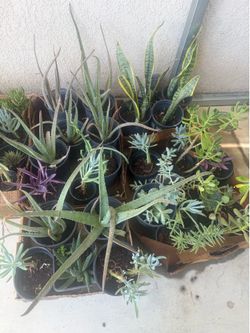 Plants $10 each