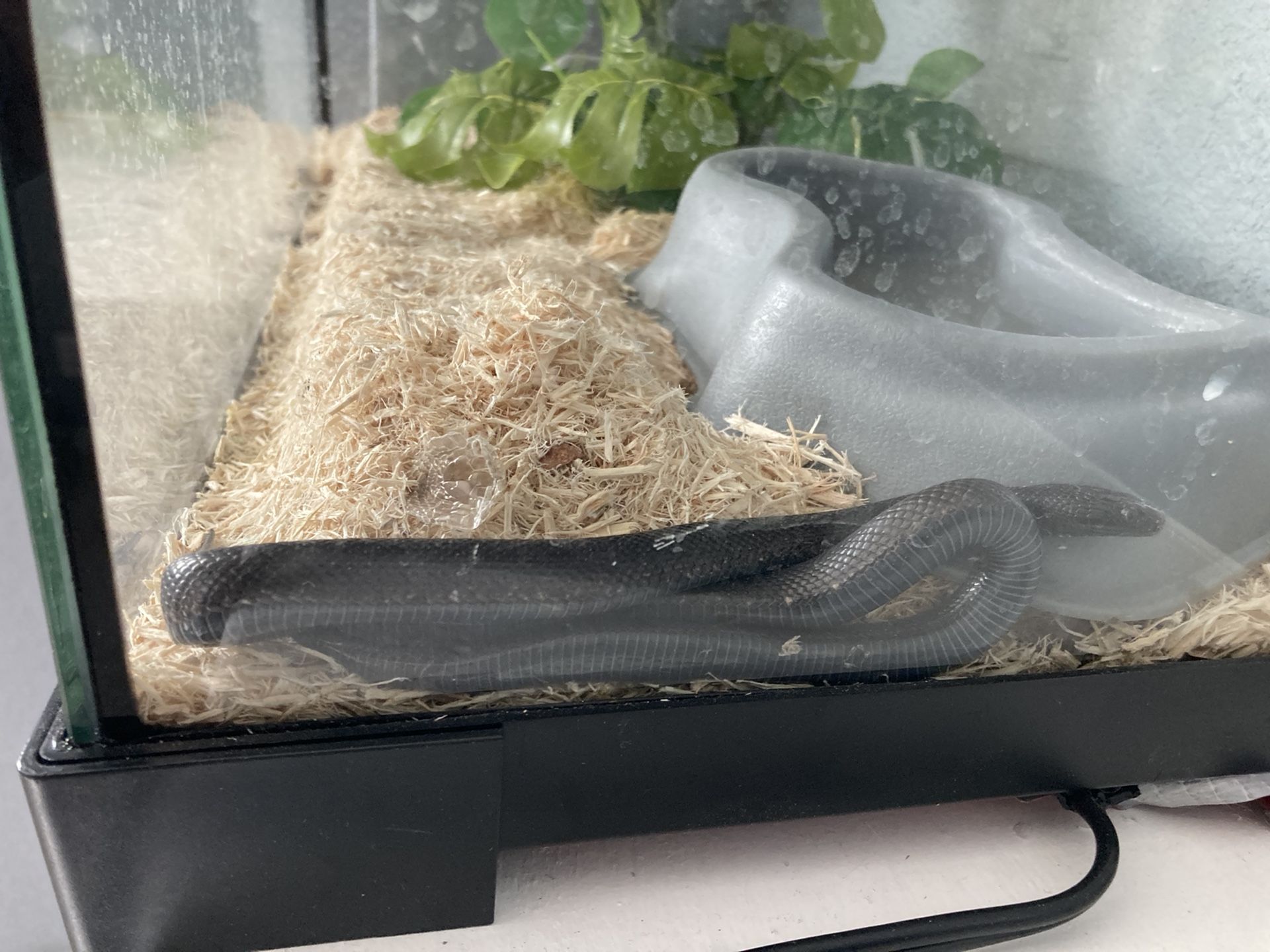Black Mexican King Snake