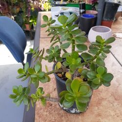 Una Linda Planta Succulent Para La Buena Suerte  del Dinero. 