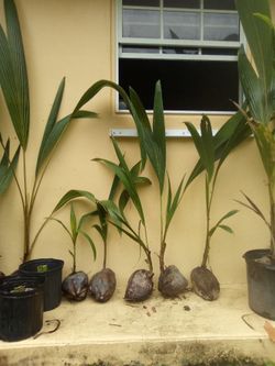 Coco palms trees