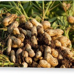 Fresh Dug Peanuts 28-30LB Bag 