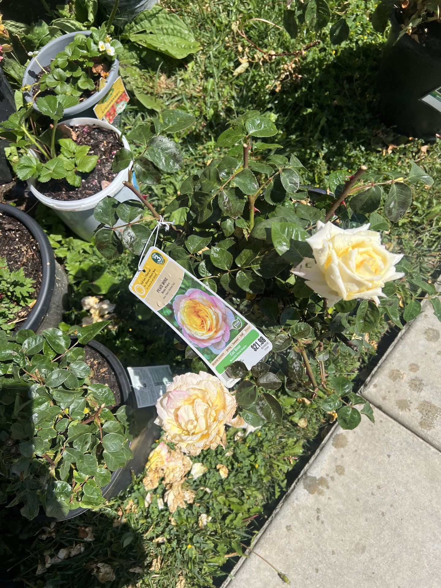 Roses Plants 