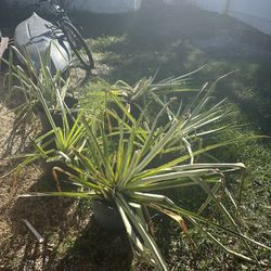 Pineapple Plants 