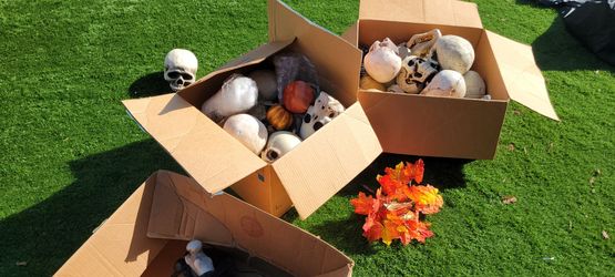 Halloween Skull and Decoration Lot