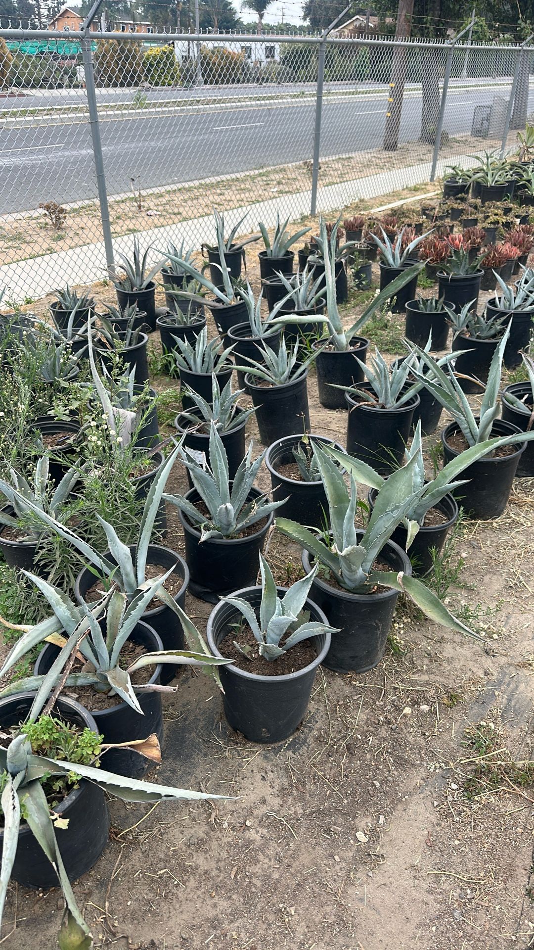 Agave Plants