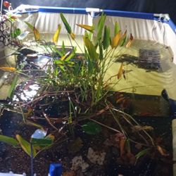 Fish Tanks