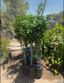 Nagami Kumquat Fruit Trees / Árboles De Naranjas Pequeñas $50 each