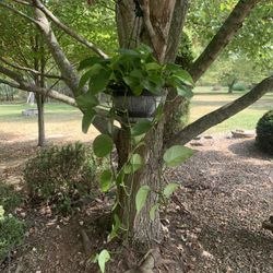 2- Indoor Hanging Baskets- Devils Ivy