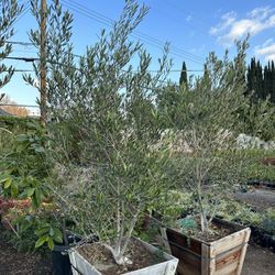 Olive Multi Trunk Tree