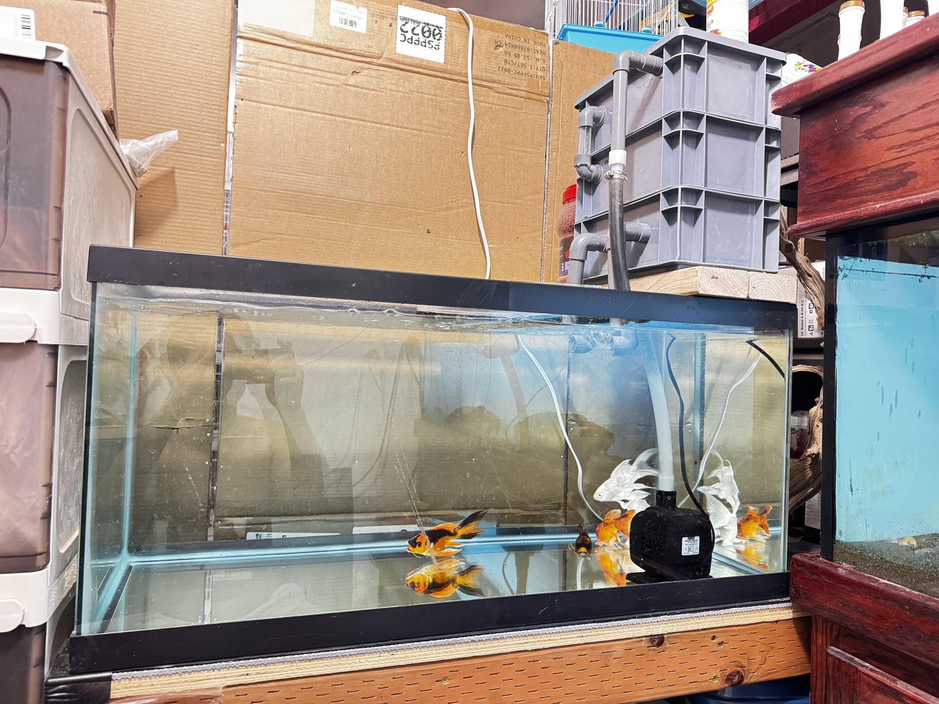 Fish Tank 40 Gallon