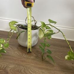 Medium pothos Plant And Pot 