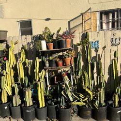Altadena Plants SALE 11/21 To 11/24