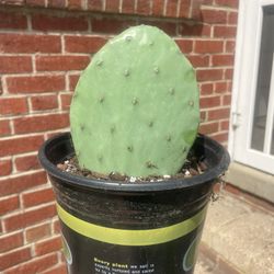 Prickly Pear Cactus House Plant 