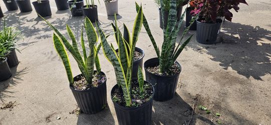 Snake Plants Green/green And Yellow