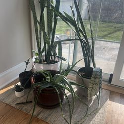 Plants- Need To Sell By End Of Today