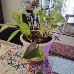Plant 