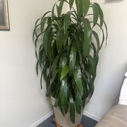 Beautiful Big Plant Growing And Growing 160.00
